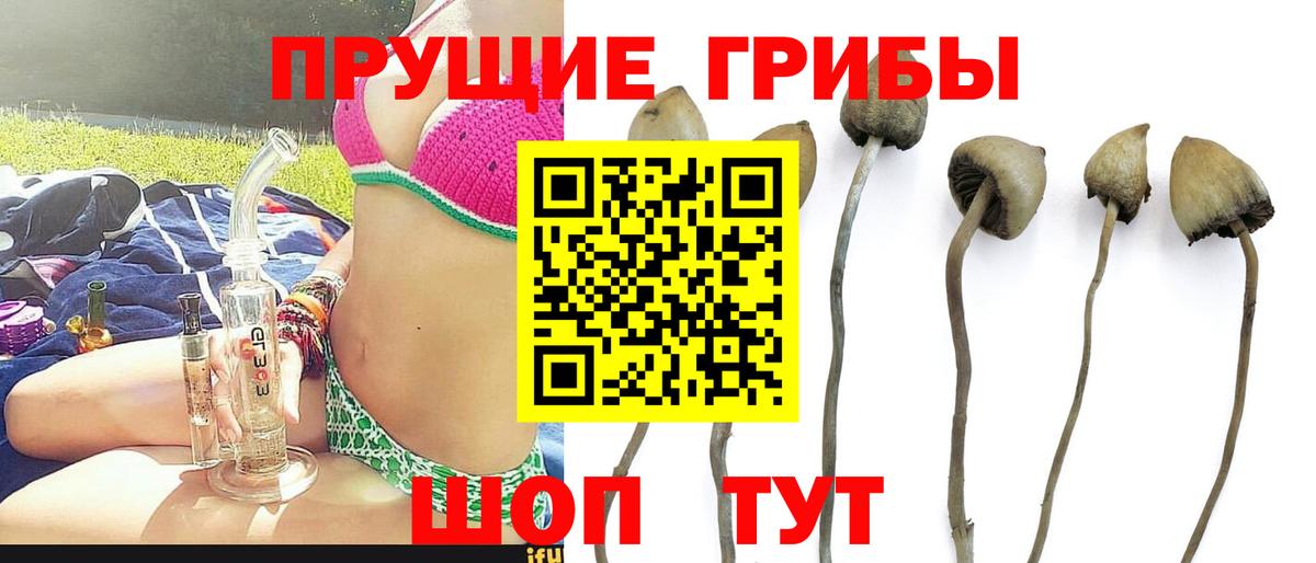 Галлюциногенные грибы Psilocybe Краснознаменск